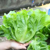 ราคา เมล็ดพันธุ์ ผักกาดหอม บรรจุ 500 เมล็ด Italian Lettuce Seeds Hydroponics Organic Vegetable Seeds for Planting เมล็ดพันธุ์ผัก เมล็ดพันธุ์แท้ OP ผักสวนครัว บอนไซ ผักออร์แกนิก พันธุ์ผัก เมล็ดผัก เมล็ดพันธ