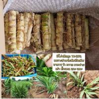 ราคา ต้นพันธุ์หญ้าหวาน500ท่อน หญ้าหวานอิสราเอลสำหรับปลูก หญ้าเลี้ยงวัวควาย หญ้าหวานอาหารลดต้นทุนเป็ดไก่ หญ้าเลี้ยงไก่ (20697852125)