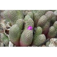 ราคา 20 เมล็ด โคโนไฟตัม กระบองเพชร ไม้อวบน้ำ กุหลาบหิน แคคตัส Conophytum สายพันธุ์ยอดนิยม marginatum ssp haramoepense (20557615452)