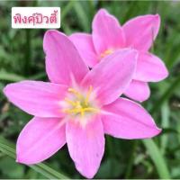 ราคา บัวดิน สีชมพู8แบบให้เลือก หัวบัวดิน บัวดินสีชมพู ไม้คลุมดิน (17974488527)