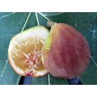 ราคา 10 เมล็ด เมล็ดมะเดื่อฝรั่ง Figs สายพันธุ์ MysteryX มาเสตอรี่เอ๊ก ของแท้ 100 มะเดื่อฝรั่ง หรือ ลูกฟิก Fig อัตรางอก 70 80 Figs seeds มีคู่มือวิธีปลูก (9078948840)