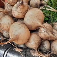 ราคา เมล็ดพันธุ์ มันแกว มันแกวตะเภา 300 เมล็ด (17132288498)