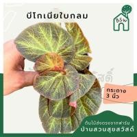 ราคา บีโกเนียใบกลม พร้อมกระถาง 3 นิ้ว (21388935173)