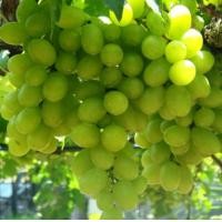 ราคา ต้นองุ่น พันธุ์ รูทเพอเรท Loose Perlette ผลสีเขียว ทรงกลมๆ สีเขียว ไร้เมล็ด หวาน กรอบ อร่อย กลิ่นหอม แบบต้นตอติดตาพร้อมปลูก รากแน่นทุกต้น จัดส่งพร้อมถุง 6 นิ้ว ลำต้นสูง 35 45 ซม (17417957767)