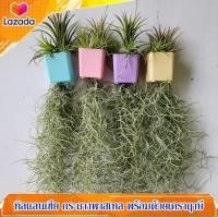 ราคา เคราฤาษี หนวดฤาษี ทิลแลนเซีย ในกระถางสีพาสเทล ไม้ประดับบ้าน ไม้ฟอกอากาศ สวยๆ ราคาถูก (17738013084)