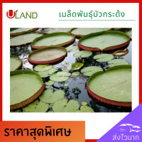 ราคา Uland เมล็ดพันธุ์บัวกระด้ง 10 เมล็ด ฟรี 1 เมล็ด บัววิกตอเรีย บัวน้ำ บัวสวยงาม เมล็ดพันธุ์บัว บัวตกแต่ง บัวกระด้ง บัวยักษ์ บัวคนนั่งได้ (14108825244)