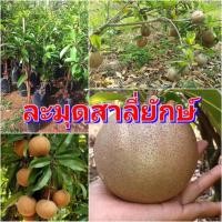 ราคา ละมุดสาลี่ยักษ์ รสชาติหวานกรอบ ต้นพันธุ์ทาบกิ่งสูง 50 80 ซม แข็งแรง พร้อมปลูก รับประกันพันธุ์แท้ 100 (11125642640)