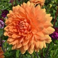ราคา 1 เหง้า ชุุด รักเร่ Dahlia Bulb สายพันธุ์ Renato Tosio หัวรักเร่ ดอกไม้ ดอกรักเร่ เหง้า นำเข้า ยุโรป หัวสดใหม่ ผ่านการแช่เย็นแล้ว (8668420051)