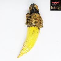 ราคา เขี้ยวหมูถักเชือก เขี้ยวหมูแท้ เครื่องรางมหาอุตม์ ไม่ทราบที่มาแน่ชัด และโปรดใช้วิจารณญาณ (457665027)