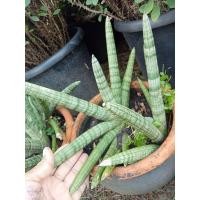 ราคา ว่านงาช้างแคระมีขนาดต้นให้เลือก (21263109248)