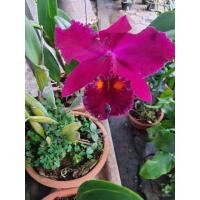 ราคา กล้วยไม้ แคทลียา Cattleya แคทลียา สีม่วงออกบานเย็น ลักกี้มังกร ดอกขนาดกลาง มีกลิ่นหอม ส่งแบบติดดอก (10139938817)