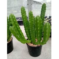 ราคา เก๋งจีนดอกปลาดาว Stapelia Gigantea ไม้ชำหน่อ ขนาดความสูง 6 20 ซม ต้นกระบองเพชร ต้นแคคตัส แคคตัส กระบองเพชร (20653369410)