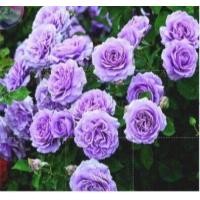 ราคา 25 เมล็ด เมล็ดกุหลาบ อังกฤษ พันธุ์เลื้อย สีม่วง กุหลาบหนู Rose seed (11782244721)