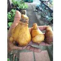 ราคา ว่านนางคุ้ม ชุด3หัว 10 15cmคละขนาด ไม้มงคล ว่านศักดิ์สิทธิ์ ผู้เฒ่าเฝ้าบ้าน หัวว่าน (14905849256)