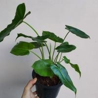 ราคา ฟิโลเดนดรอน มรกตเขียว ฟิโลเดนดรอน เบอร์เบิ้ลมาร์คเขียว Philodendron Burle marx มาในกระถางพร้อมตั้ง (17340852161)