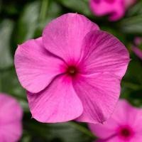 ราคา 20 เมล็ด ดอกแพงพวย แพงพวยฝรั่ง เมล็ดดอกไม้ Vinca Periwinkle Seeds สายพันธุ์ Lilac (21272005320)