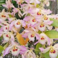 ราคา เหลืองจันทบูร โอโน่ กล้วยไม้ ติดไม้ 6 นิ้ว 10 15 ลำต้น ยาว1 ฟุต ออกดอก มีนา เมษา กล้วยไม้ป่าแท้ กล้วยไม้ป่าหอม กล้วยไม้ป่าขวด Taeng Suan shop (14927294286)