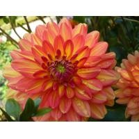 ราคา 1 เหง้า ชุุด รักเร่ Dahlia Bulb สายพันธุ์ GRACELAND หัวรักเร่ ดอกไม้ ดอกรักเร่ เหง้า นำเข้า ยุโรป หัวสดใหม่ ผ่านการแช่เย็นแล้ว (8668484667)