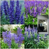 ราคา เมล็ดบลูซันเวียบรรจุ 100เมล็ด ดอกไม้ปลูกง่ายเพิ่มเฉดสีให้สวน (11569119912)