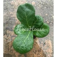 ราคา ไทรใบสักพันธุ์ใบใหญ่และพันธุ์แคระ เพาะเมล็ด (20703333158)