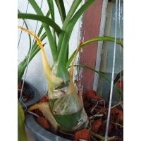 ราคา หัวว่าน ว่านช้างผสมโขลง ขุนแผนยังพกว่านพญาเทครัวหรือช้างผสมโขลงซึ่งมีความเชื่อว่ามีคุณวิเศษทางเมตตา อย่างอุกฤษฏ์ (3962568669)