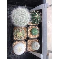 ราคา ส่งฟรีไม่ต้องง้อโค้ด จัดชุด หลากหลายสายพันธ์ ที่นี่ที่เดียวเท่านั้น ต้นกระบองเพชร ต้นแคคตัส แคคตัส กระบองเพชร (16521135914)