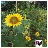 ราคา เมล็ดพันธุ์ ทานตะวัน ดอกใหญ่ ต้นสูง สำหรับปลูกเป็นทุ่ง ปริมาณ 1 กิโลกรัม 1000 กรัม 1 ไร่ใช้ 750 กรัม ร้าน dddOrchids (645864475)