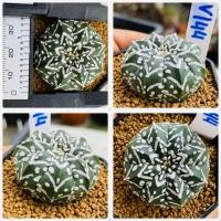 ราคา แอสโตรวี ไทป์ แอสโตร v ชุดที่2 แอสโตรไฟตั้มวีไทป์ Astrophytum V type กระบองเพชร แคคตัส (20585575842)