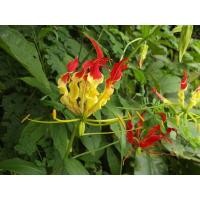 ราคา ว่านดองดึง ดองดึงเป็นพืชที่มีถิ่นกำเนิดในแอฟริกาเขตร้อน และมีอยู่ทั่วไปในแถบเอเชียเขตร้อน รวมไปถึงบ้านเราด้วย ซึ่งพืชชนิดนี้จะขึ้นตามที่โล่ง ชายป่า และดินปนทราย (21009686742)