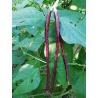 ราคา เมล็ดพันธุ์ ถั่วพุ่ม ถั่วพุ่มม่วง ถั่วไร้ค้าง ปลูกง่าย ทนแล้ง 20 300 เมล็ด 10 เเถม 1 คละได้ (10731186372)