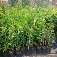 ราคา ต้นมะนาวแป้นแม่ลูกดก มะนาวพันธุ์เบา ติดผลใว กิ่งตอน ต้นสูง80 90cm 1ต้น (3880950170)