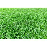 ราคา ขายส่ง 100 กรัมหรือ 1 ขีด เมล็ดหญ้านวลน้อย Manila Grass Temple Grass หญ้าปูสนาม สนามหญ้า พืชตระกูลหญ้า เมล็ดพันธ์หญ้า ปูหญ้า ปูสนาม (886274080)