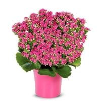 ราคา 30 เมล็ดพันธุ์ Bonsai Seeds เมล็ด กุหลาบหินดอกซ้อน ไม้อวบน้ำ กุหลาบหิน Kalanchoe blossfeldiana Seed อัตราการงอก 80 85 (11769449986)