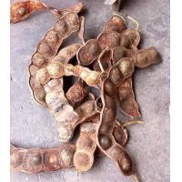 ราคา 10เมล็ด ชุด ลูกสะบ้า สะบ้ามอญ Entada rheedii ปัจจุบันต้น หายากแล้ว ต้นกิ่งก้านสระผมดี รักษาเส้นผมให้แข็งแรงและดกดำเป็นเงางามอยู่เสมอ (21008782194)