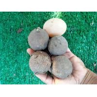 ราคา บัวบกโขด 6ไซส์ให้เลือก แยกให้เลือก มีก้านและใบกลมรูปทรงน่ารัก ไม้หัว ไม้โขด เป็นไม้หัวที่พบได้ตามป่าเ (12831724310)