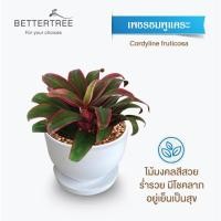 ราคา ต้นไม้พร้อมปลูก กระถางดินเผาสีขาวพร้อมจานรอง ไม้มงคล ไม้ฟอกอากาศ แถมฟรีหินตกแต่ง ต้นไม้ (21284434931)