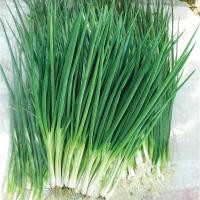 ราคา ต้นหอม หอมแบ่ง ถูกที่สุด10บ เมล็ดพันธุ์ต้นหอม 40 เมล็ด งอกง่าย โตไว อร่อย (19104418420)