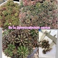 ราคา กระบองเพชร แคคตัส ยิมโน Gymnocalycium cactus (10209776154)