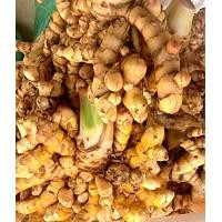 ราคา ขายส่ง 1 กิโลกรัม ต้นพันธุ์ว่านเอ็นเหลือง สมุนไพร ว่าน สมุนไพรไทย สมุนไพรโบราณ สมุนไพรพื้นบ้าน น้ำมันว่านเอ็นเหลือง ว่านมงคล ไม้มงคล (17546705644)