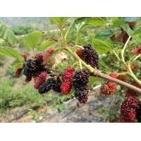 ราคา หม่อนหรือมัลเบอรี่ พันธุ์เชียงใหม่ กิ่งสำหรับปักชำ 1ชุด มี 15กิ่ง กิ่งหม่อนหรือมัลเบอรี่พร้อมปักชำได้เลย ชุบน้ำยาเร่งรากให้แล้ว (4239230182)