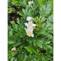 ราคา ต้นดอกปีบ ปีบจีน ปีบยูนานไม้ดอกหอมต้นนี้ เป็นไม้ดอกที่รักมากอีกต้นนึง ด้วยดอกที่สวยสะดุดตาถูกใจมากมายแล้วยังมีกลิ่นหอมเย็นชื่นใจทั้งวันทั้งคืน ดอกไม้ที่เพอร์เฟคสุกระถาง11นิ้ง (7909712789)