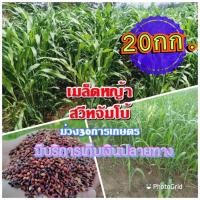 ราคา เมล็ดหญ้าสวีทจัมโบ้ 1 กิโลกรัม หญ้า สวีทจัมโบ้ พร้อมปลูก รับประกันการงอก หญ้าเลี้ยงสัตว์ หญ้า พันธ์ุหญ้า หญ้าเลี้ยงวัว (21386478828)