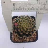 ราคา แมมขนนกเหลือง Mammillaria schiedeana ขนาด 2 5 4 ซม ต้นแคคตัส ต้นกระบองเพชร กรุณาอ่านรายละเอียดก่อนทำการสั่งซื้อครับ (16861214629)