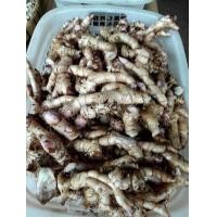 ราคา 2เหง้า ว่านมหากำลัง ว่านเด่นจัดจ้าน (9126161773)