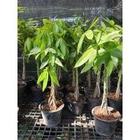 ราคา ต้นศุภโชคถักเปีย ต้นศุภโชคถักเปีย ประดับบารมี เสริมสิริมงคล ต้นสูง 40 50 ซม กระถาง 8 เป็นไม้มงคลจากต่างประเทศ ภาษาจีนเรียกว่า ต้นเหยาเฉียนซู่ แปลว่า (12506370379)