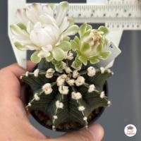 ราคา ยิมโน LB Hybrid Gymnocalycium แคคตัส กระบองเพชร cactus succulent (4552292728)