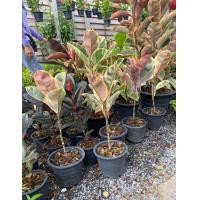 ราคา ต้นยางอินเดียด่าง ยางอินเดียดำ ยางอินเดียด่างครีม Ficus elastica Black Prince หรือ Black Knight สูง 35 40 กระถาง 8 นิ้ว เป็นสายพันธุ์ที่นิยมปลูกมากที่สุด (9788721257)
