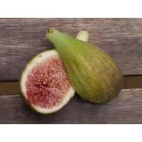 ราคา 10 เมล็ด เมล็ดมะเดื่อฝรั่ง Figs สายพันธุ์ Longue d Aout ของแท้ 100 มะเดื่อฝรั่ง หรือ ลูกฟิก Fig อัตรางอก 70 80 Figs seeds มีคู่มือวิธีปลูก (9079432626)