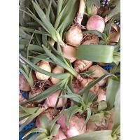 ราคา ขายส่ง ต้นพันธุ์ว่านพญาลิ้นงู Allium sp ชื่ออื่น ว่านงู ว่านเขี้ยวงู ว่านงูเห่า นาคี สมุนไพรไทย สมุนไพรพื้นบ้าน ความเชื่อ ว่านมงคล 50 ต้น (17589730567)