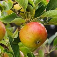 ราคา 20 เมล็ด ผลไม้ แอปเปิ้ล Apple Seeds ปลูกเป็นบอนไซได้ ประดับบ้าน สายพันธุ์ Apple Pixie (21128289468)